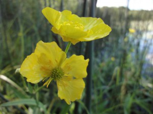 Fleur jaune
